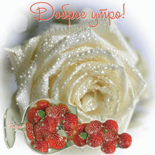 Анимированная открытка Доброе утро! белая роза с каплями воды
