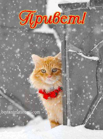 Анимированная открытка Привет! кот Рождество