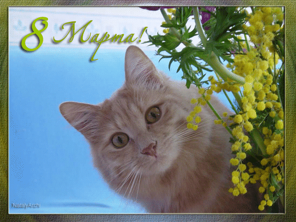 Анимированная открытка 8 марта! мимоза женский день
