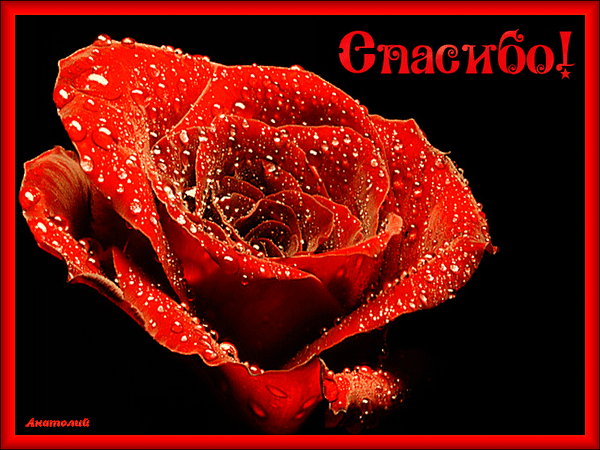 Анимированная открытка Спасибо! Самые красивые розы в мире