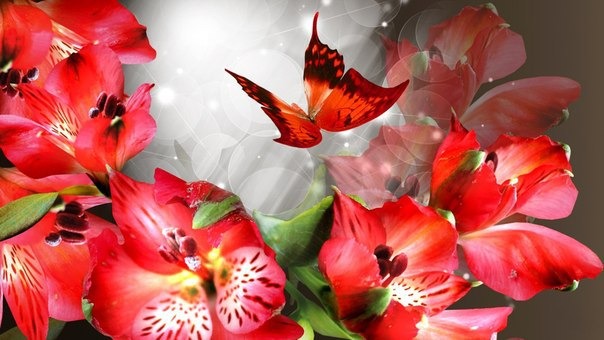 Открытка Цветы и бабочка