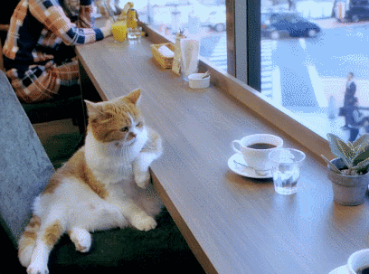 Анимированная открытка Котик одинокий кот
