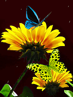 Анимированная открытка Бабочки подсолнухи с анимацией, в формате gif