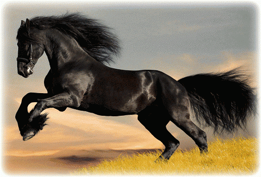 Анимированная открытка Лошади конь буцефал