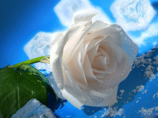 Анимированная открытка Белая роза на голубом фоне