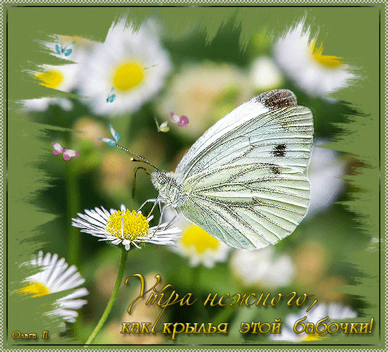 Анимированная открытка Утра нежного Цветок