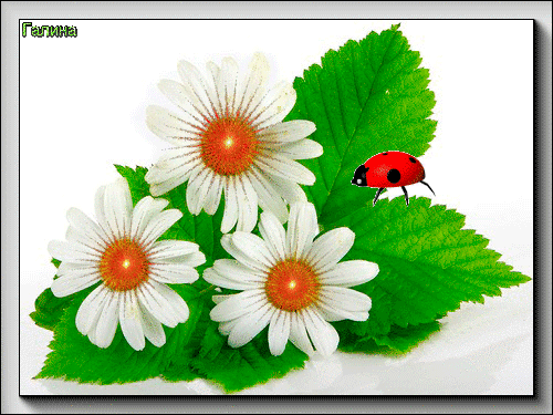 Анимированная открытка Ромашки ромашка на белом фоне