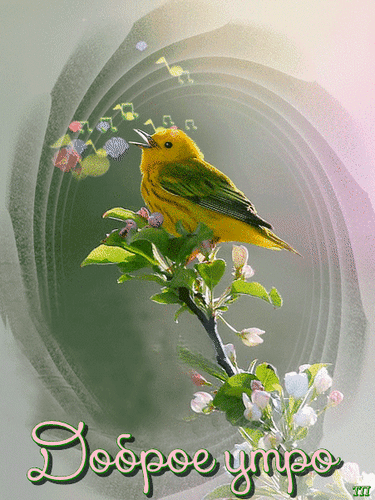 Анимированная открытка Доброе утро анимация птичка