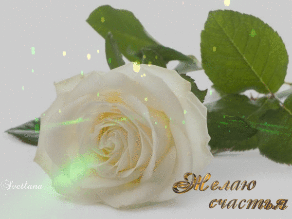 Анимированная открытка Желаю счастья Цветы розы белые красивые.