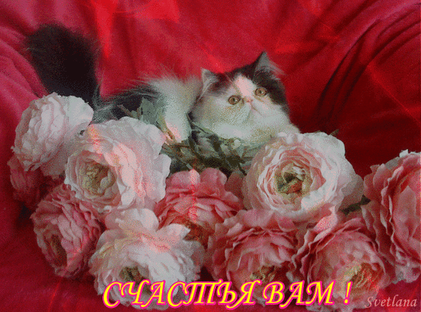 Анимированная открытка Счастья вам! кошка