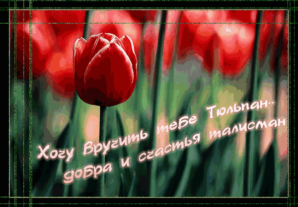 Анимированная открытка Хочу вручить тебе тюльпан.. добра и счастья талисман