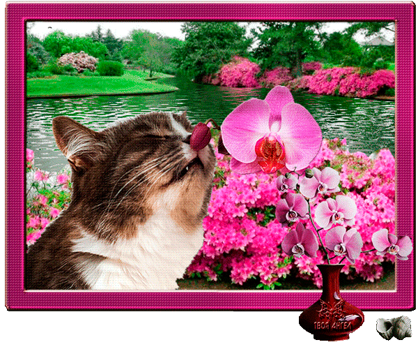 Анимированная открытка кошка