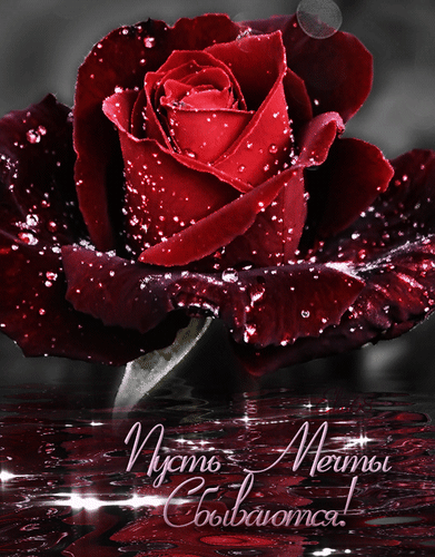 Анимированная открытка роза под дождем анимация
