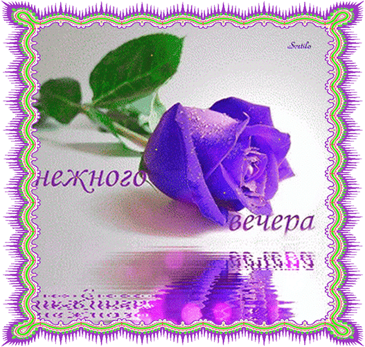 Анимированная открытка Нежного вечера фиолетовая роза