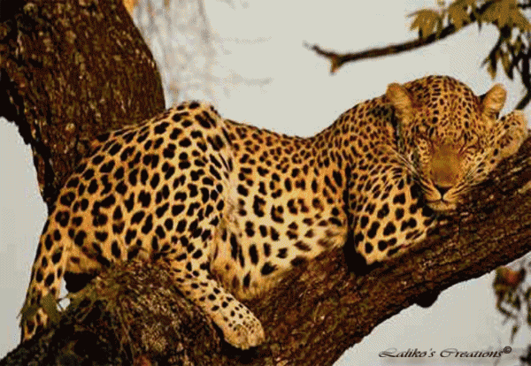 Анимированная открытка Леопард хищные животные