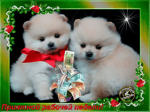 Анимированная открытка померанский шпиц щенок