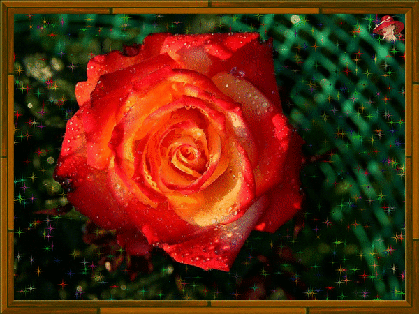 Анимированная открытка Алая роза Капля