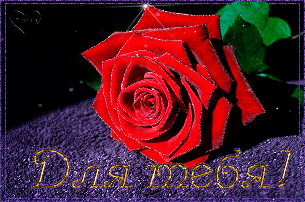 Анимированная открытка Для тебя! красный цветок розы