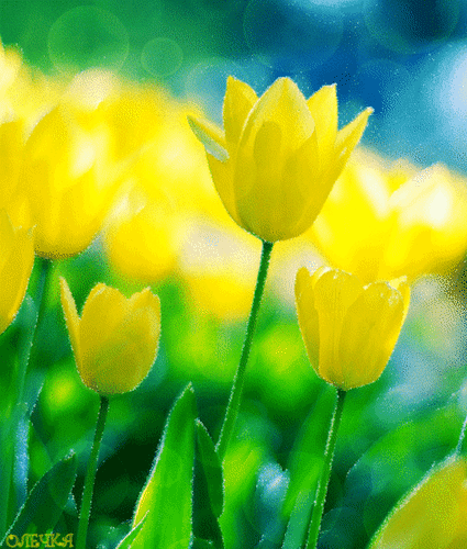Анимированная открытка Желтые тюльпаны