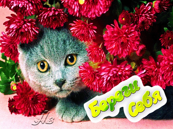 Анимированная открытка Береги себя кошка с цветами