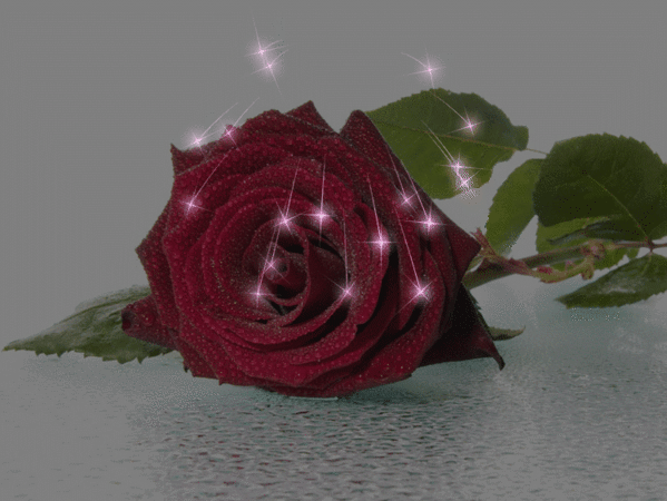 Анимированная открытка Роза самые красивые цветы в мире