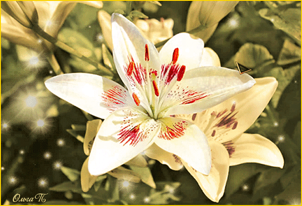 Анимированная открытка Цветок цветок