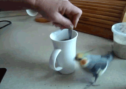Анимированная открытка Кофе и попугай анимация попугай