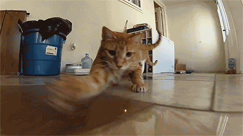 Анимированная открытка Кошка играет с лазерной точкой