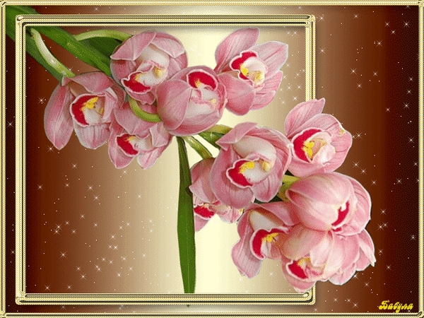 Анимированная открытка Орхидеи из золотистой рамки