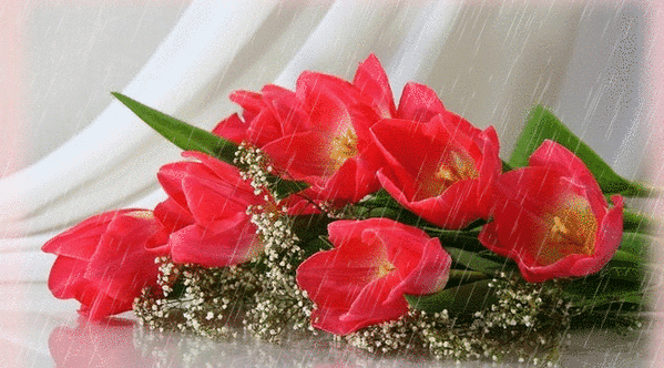 Анимированная открытка Дощть букет красных тюльпанов