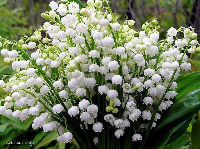 Открытка Ландыши самые красивые весенние цветы