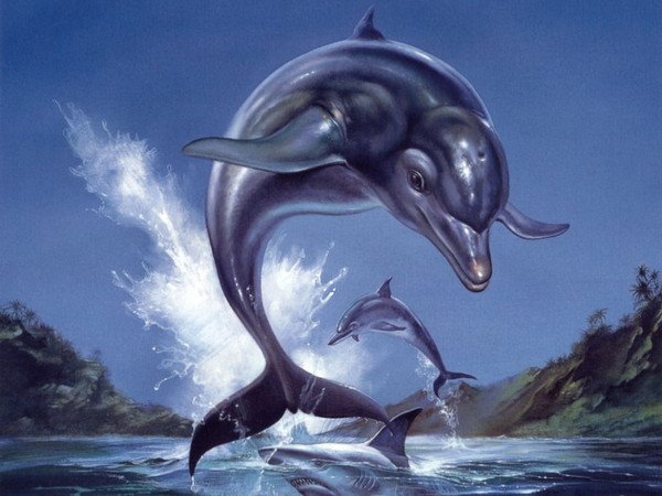 Открытка Дельфины черный дельфин