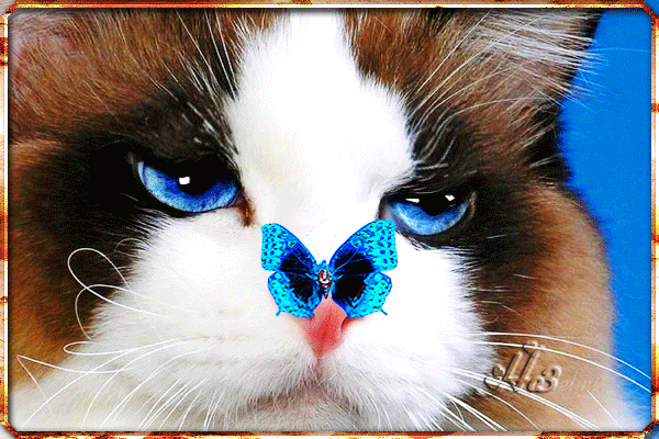 Анимированная открытка кот и бабочка