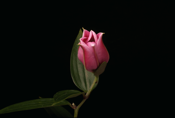 Анимированная открытка Цветок