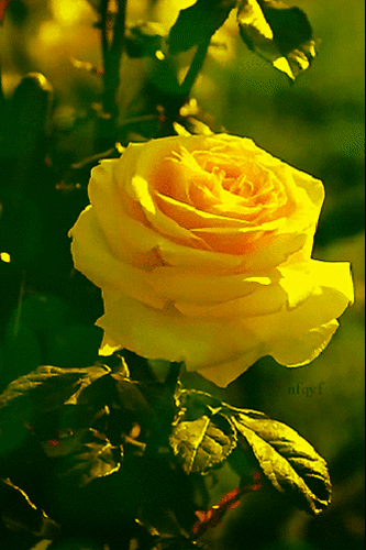 Анимированная открытка роза