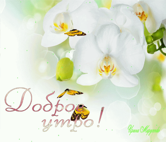 Анимированная открытка Доброе утро! Белая орхидея.