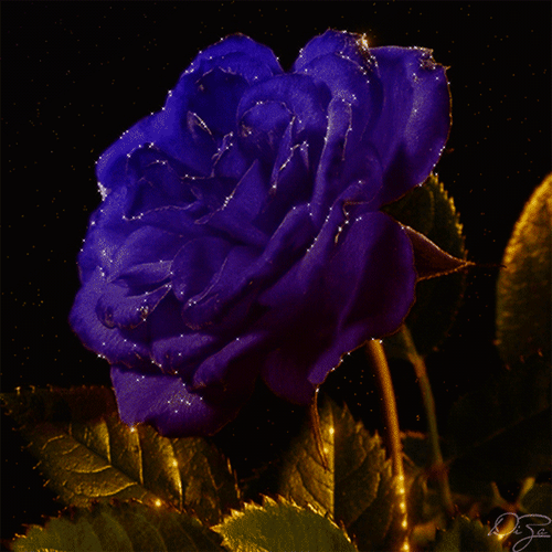Анимированная открытка сине-фиолетовая роза