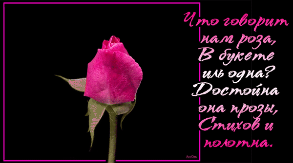 Анимированная открытка Стихи о розе.