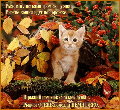 Анимированная открытка рыжими листьями громко шурша, Рыжие кошки идут по дорожке