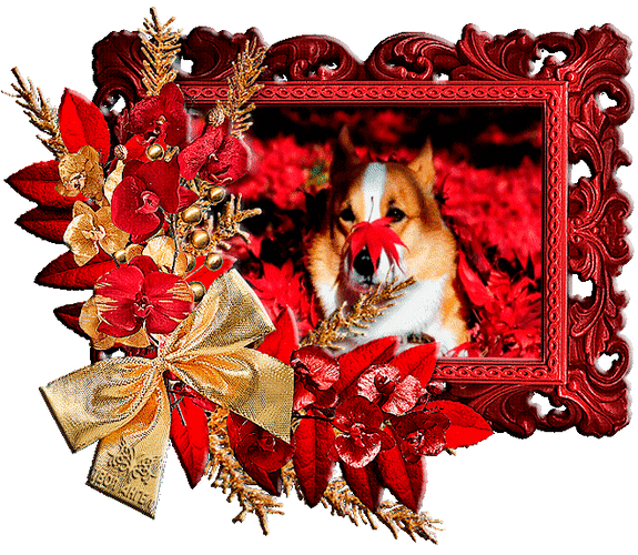 Анимированная открытка фото собаки в рамке