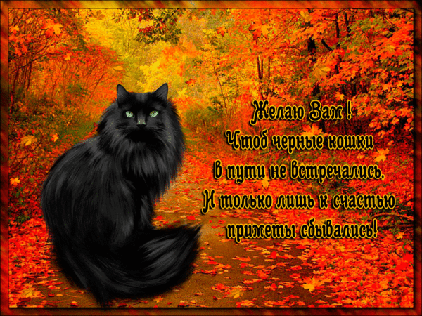 Анимированная открытка Осеннее пожелание от черного кота