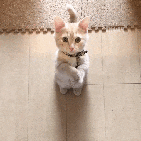 Анимированная открытка Милый котенок