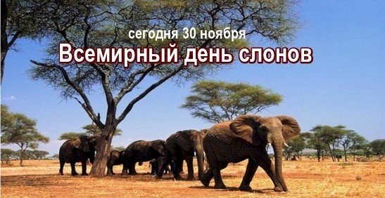 Открытка Всемирный день слонов