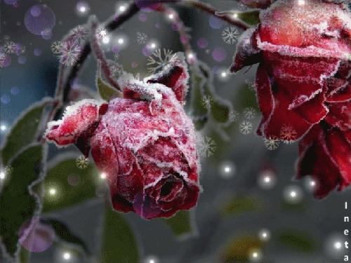 Анимированная открытка Зимние розы