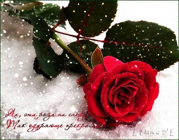Анимированная открытка Зимняя роза